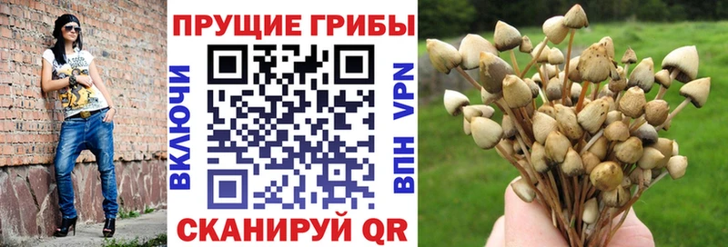 Псилоцибиновые грибы мицелий  Высоковск 